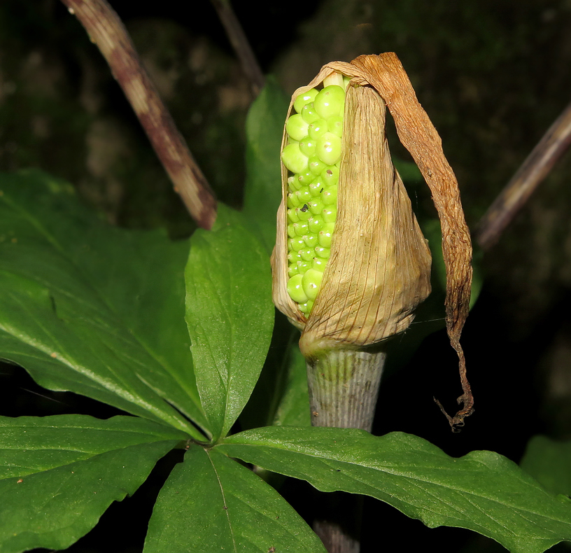 Изображение особи Arisaema peninsulae.