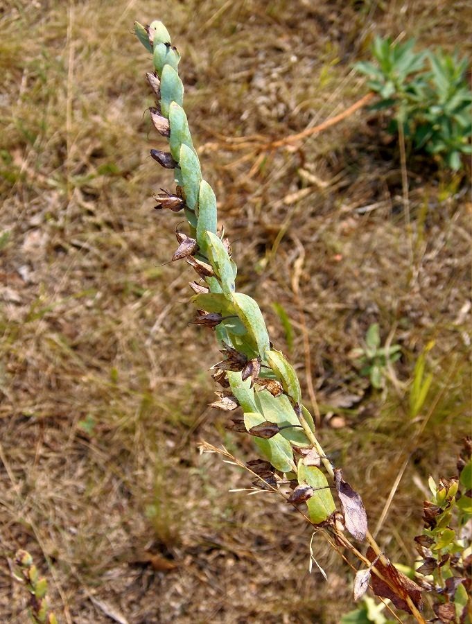 Image of Cerinthe minor specimen.