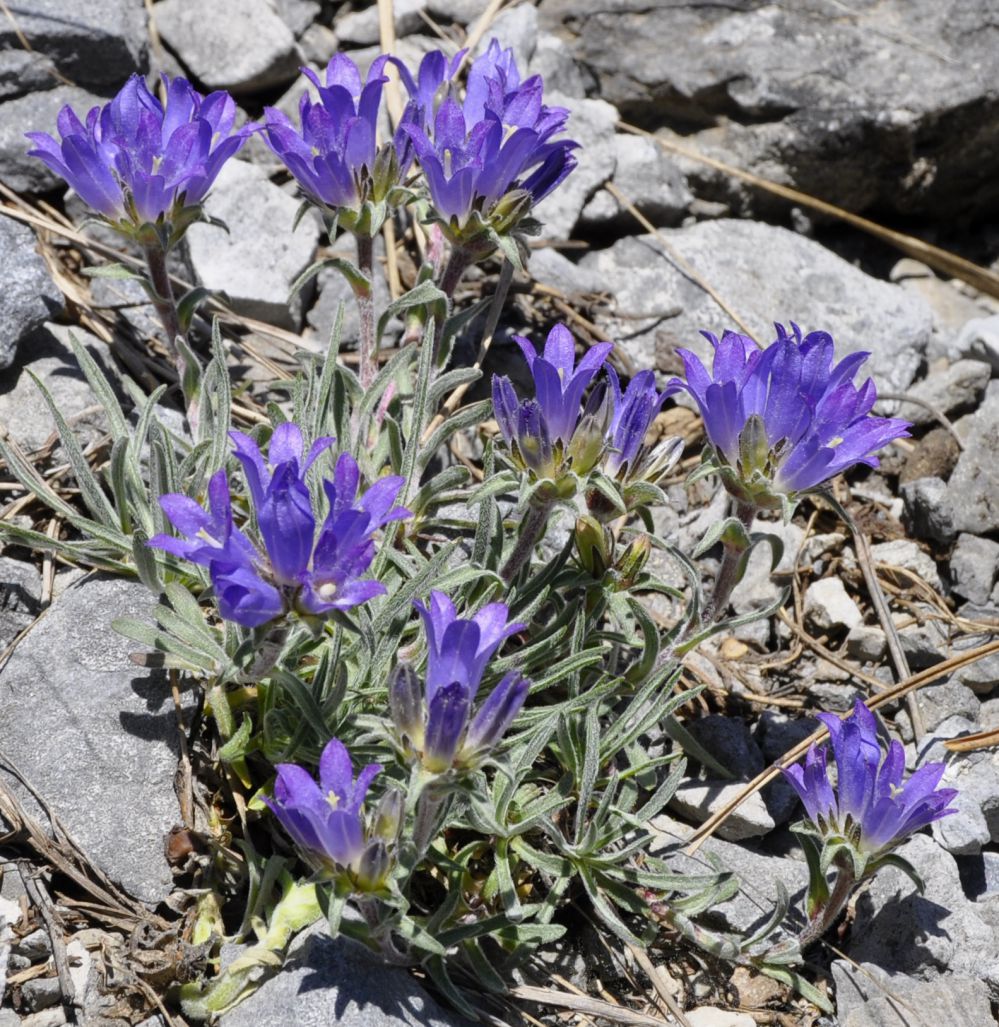 Image of Edraianthus graminifolius specimen.