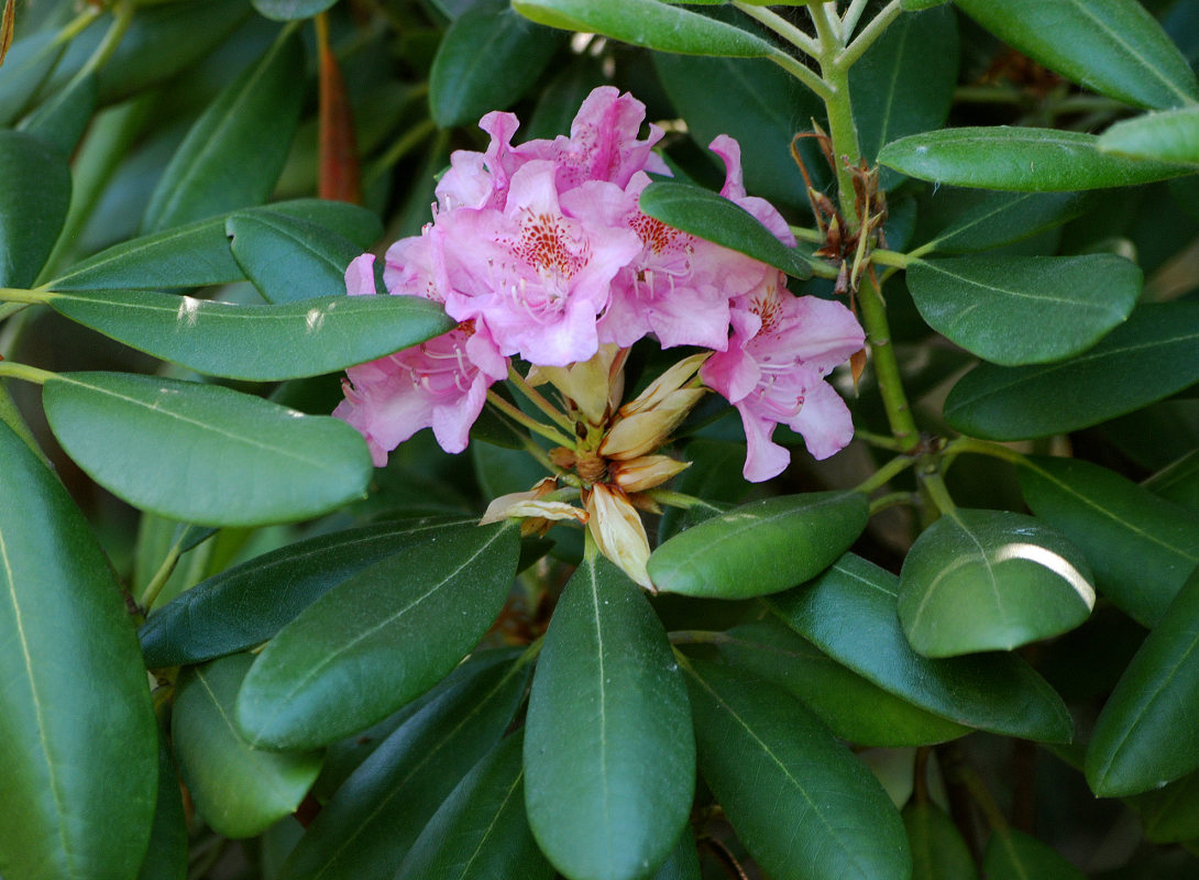 Image of Rhododendron catawbiense specimen.