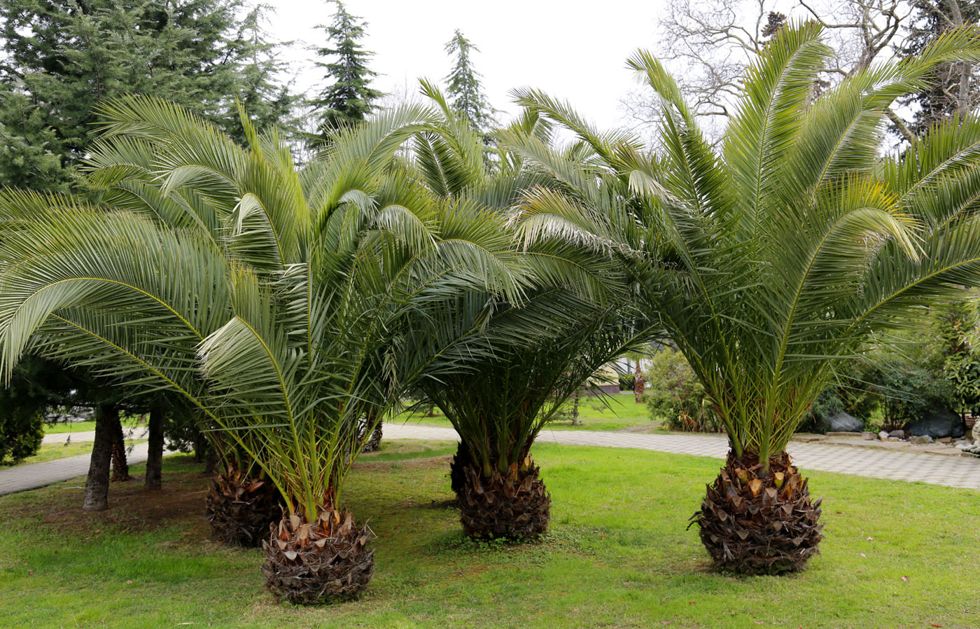 Image of Phoenix canariensis specimen.