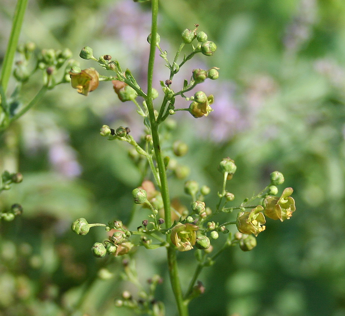 Изображение особи Scrophularia umbrosa.