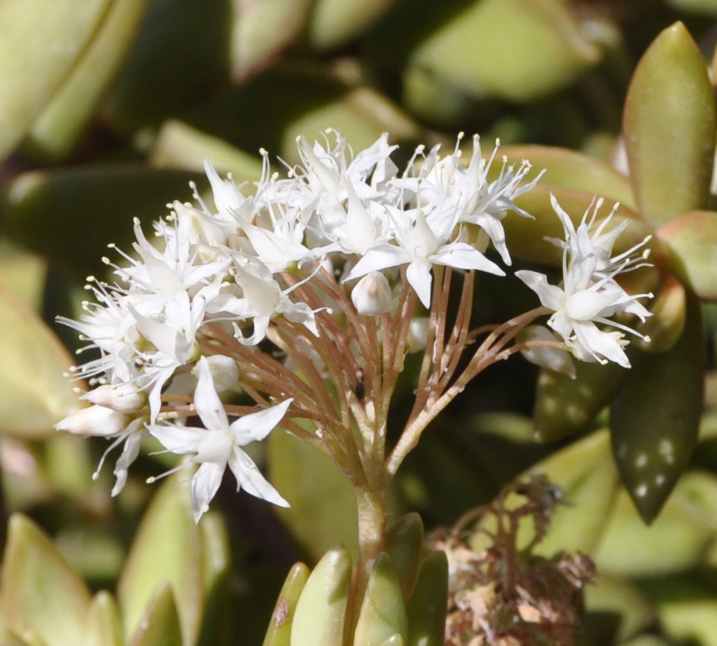 Image of Sedum adolphi specimen.