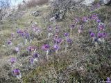 Pulsatilla taurica