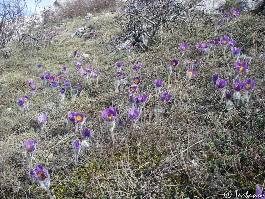 Image of Pulsatilla taurica specimen.