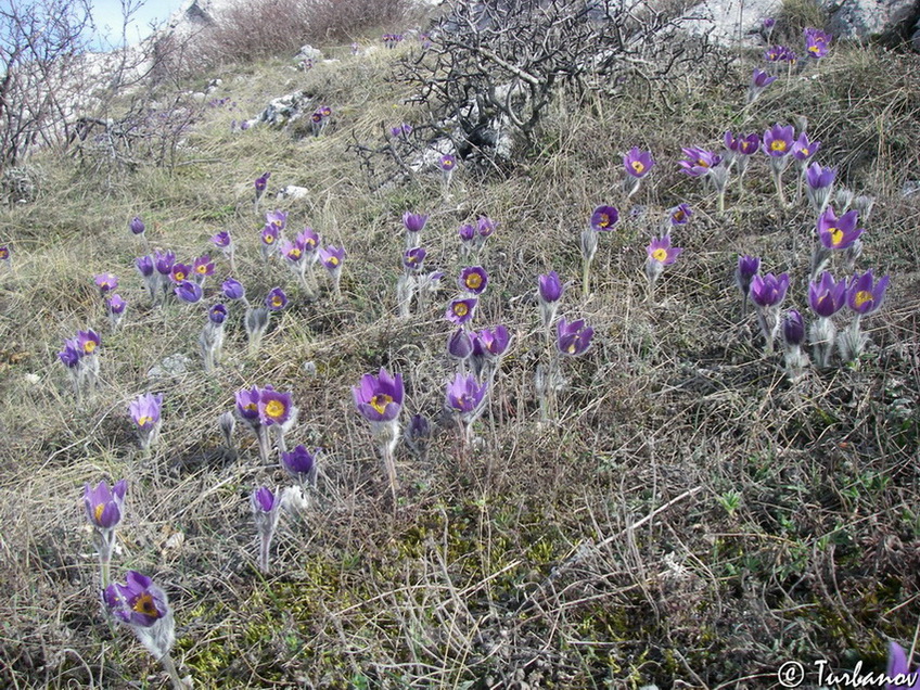 Изображение особи Pulsatilla taurica.