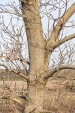 Acer negundo