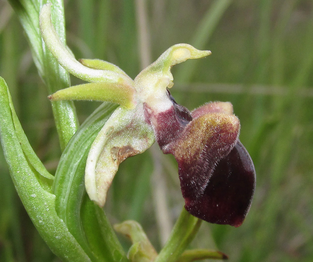 Изображение особи Ophrys mammosa.