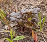 Trollius europaeus