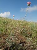 Jurinea multiloba ssp. aulieatensis