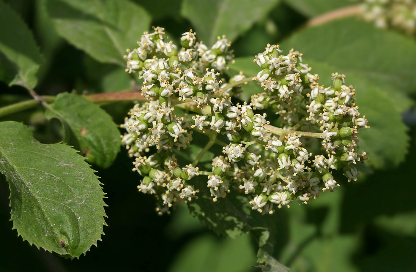 Image of Sambucus racemosa specimen.