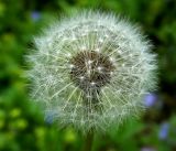 Taraxacum officinale