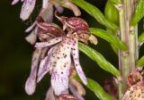 Orchis purpurea. Цветок. Молдова, Оргеевский р-н, с. Ватич, окраина дубово-грабового леса. 28.05.2017.