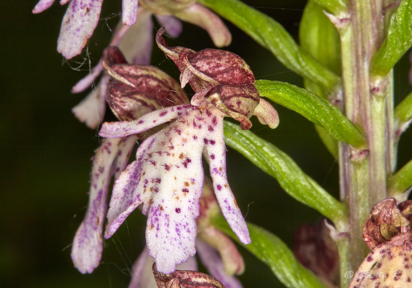 Image of Orchis purpurea specimen.