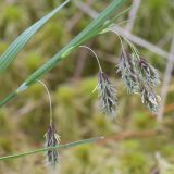 Carex paupercula