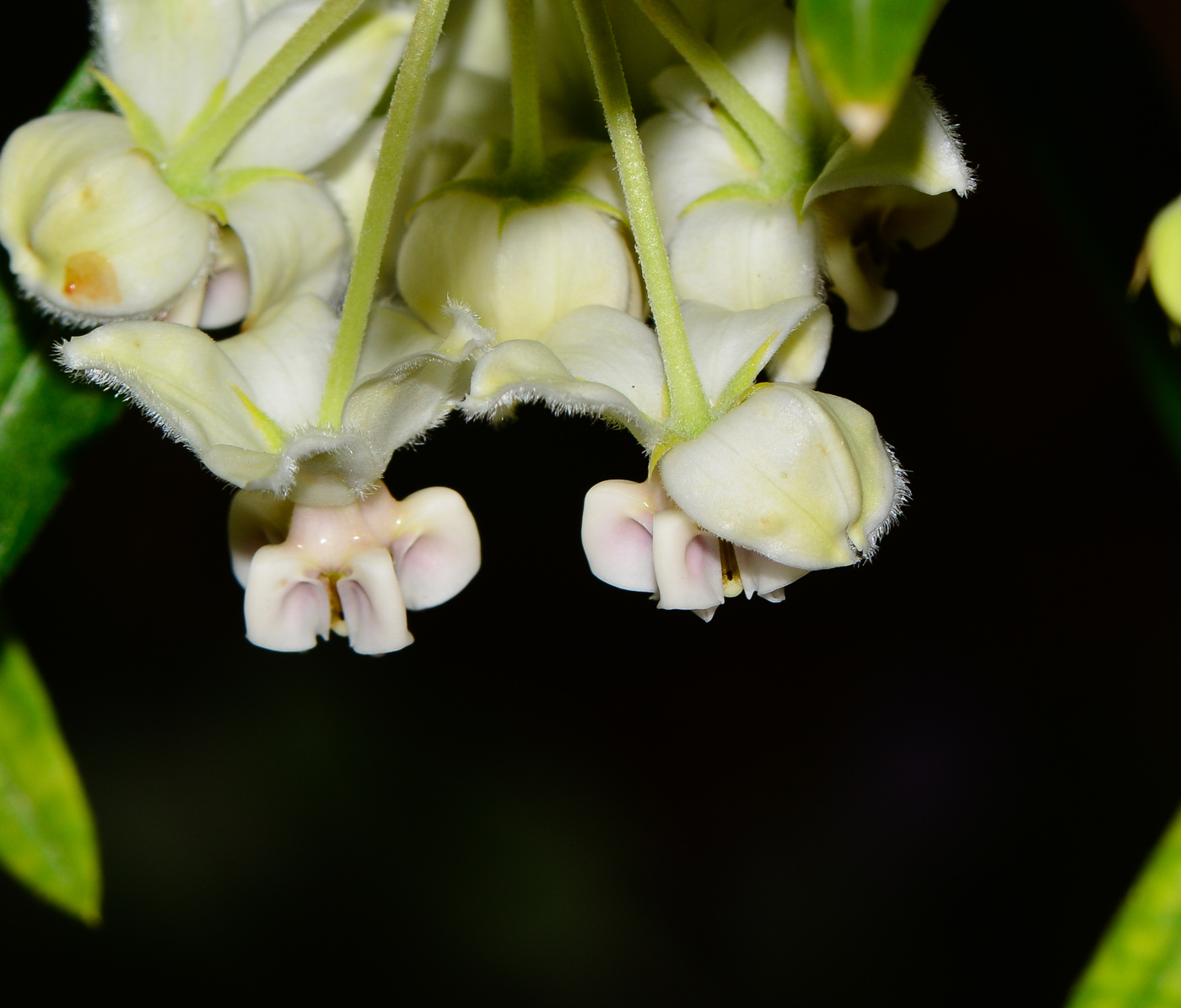 Изображение особи Gomphocarpus physocarpus.