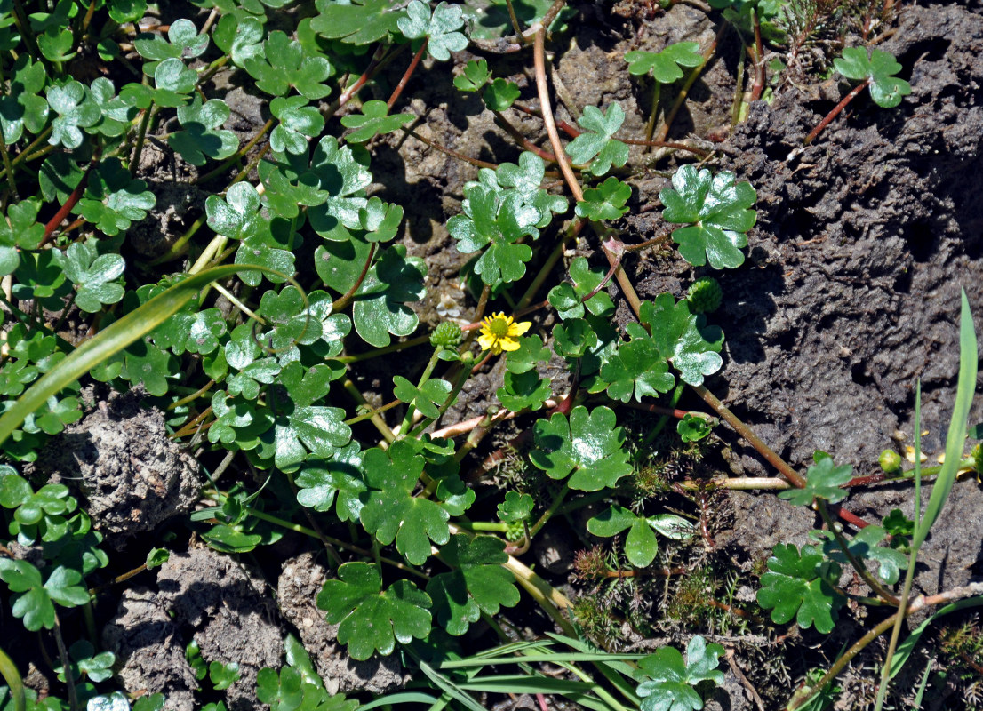 Image of Ranunculus radicans specimen.