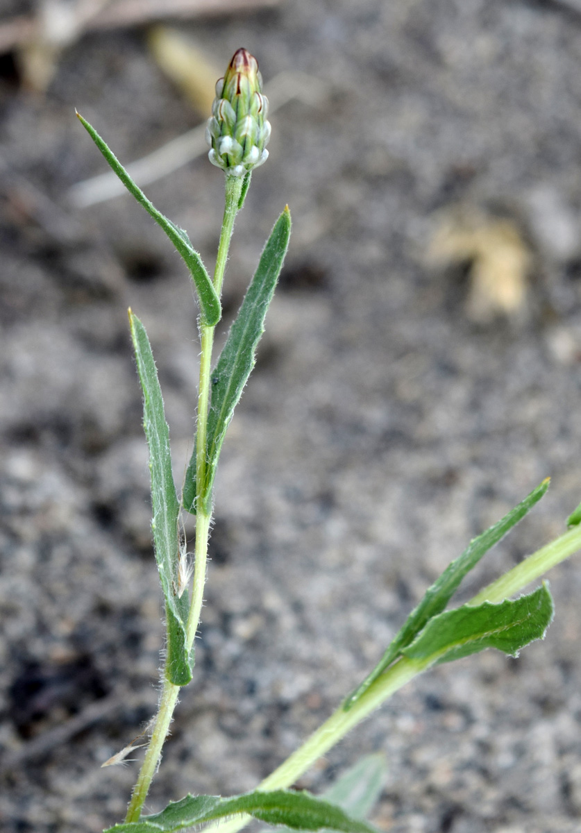 Image of Hyalea pulchella specimen.