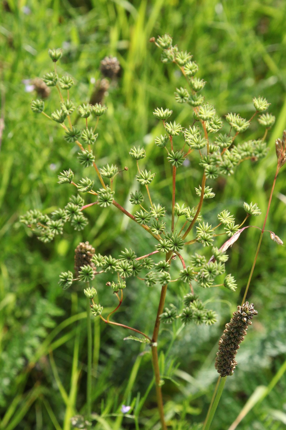 Изображение особи Filipendula vulgaris.