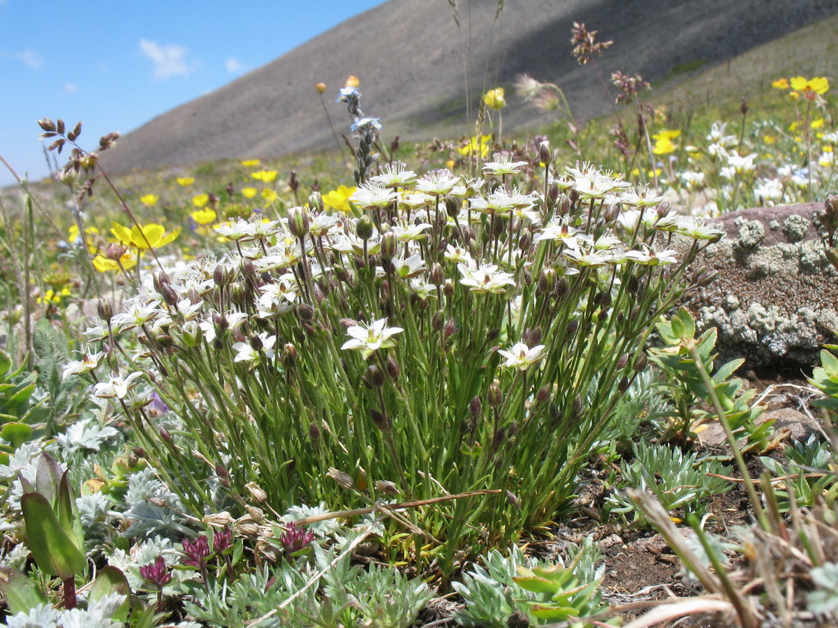 Image of Minuartia verna specimen.