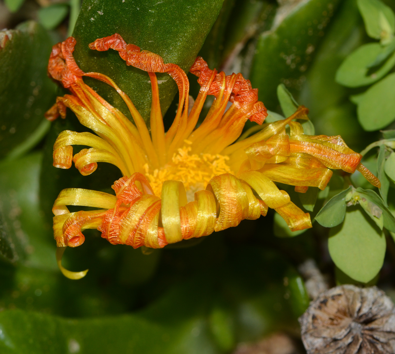 Image of Glottiphyllum linguiforme specimen.
