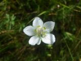 Parnassia palustris. Цветок. Тверская обл., Весьегонский р-н, с. Чистая Дуброва, луг, полевая дорога, место небольшой лужицы. 6 августа 2017 г.