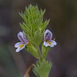 genus Euphrasia