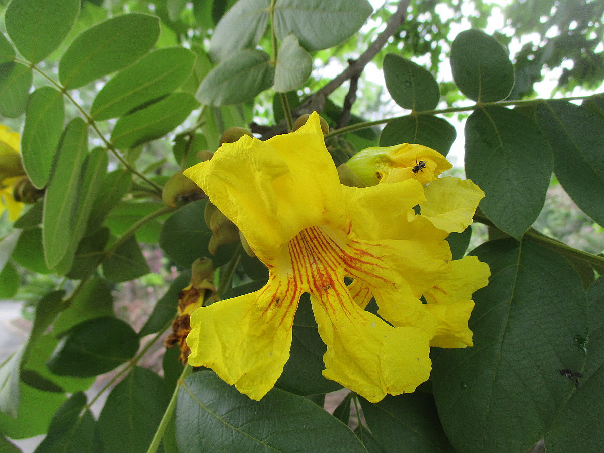 Image of Markhamia lutea specimen.