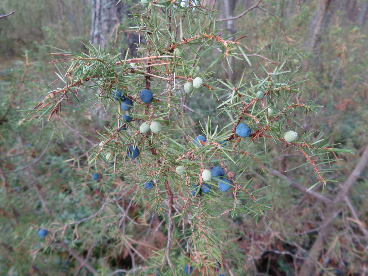 Изображение особи Juniperus communis.