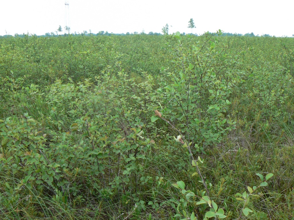 Image of Betula ovalifolia specimen.