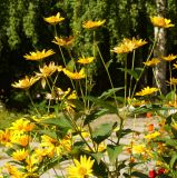 Heliopsis подвид scabra