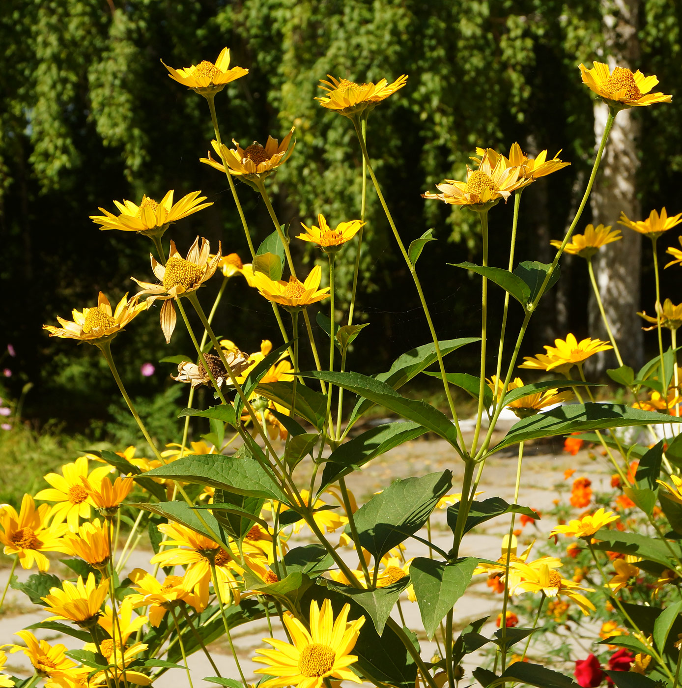 Image of Heliopsis helianthoides ssp. scabra specimen.