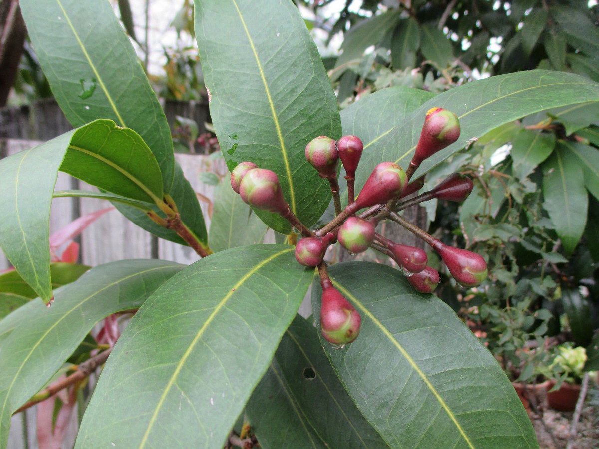Image of Syzygium jambos specimen.
