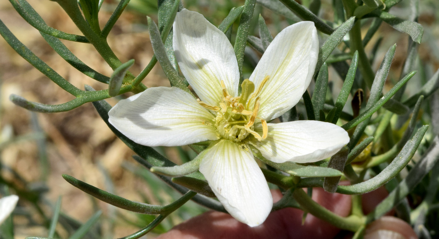 Image of Peganum harmala specimen.