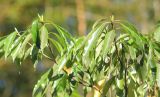 Pittosporum pauciflorum