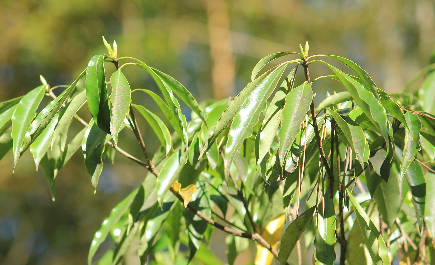 Изображение особи Pittosporum pauciflorum.