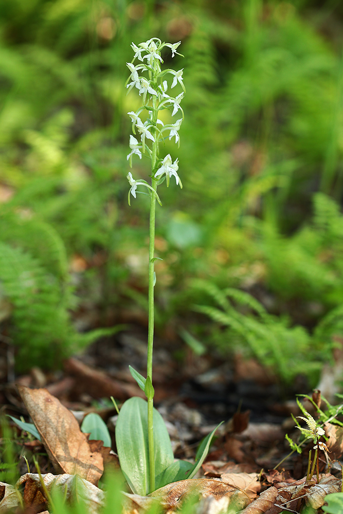 Изображение особи Platanthera &times; mixta.