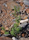 Schizonepeta annua. Цветущее растение. Алтай, Чуйская степь, окр. села Кош-Агач, ≈ 1700 м н.у.м., каменистый сухой склон. 13.06.2017.