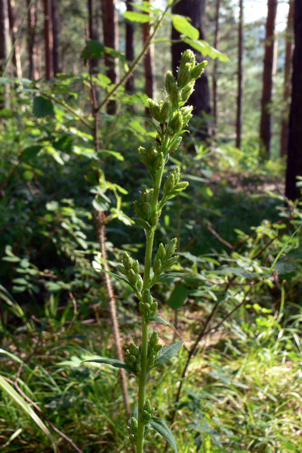 Image of Solidago virgaurea specimen.