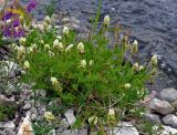 Astragalus freynii. Цветущее растение. Адыгея, Фишт-Оштеновский массив, верховья р. Белая, ≈ 1600 м н.у.м., каменистый берег реки. 05.07.2017.