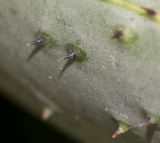 Image of taxon representative. Author is Татьяна Мальчинская