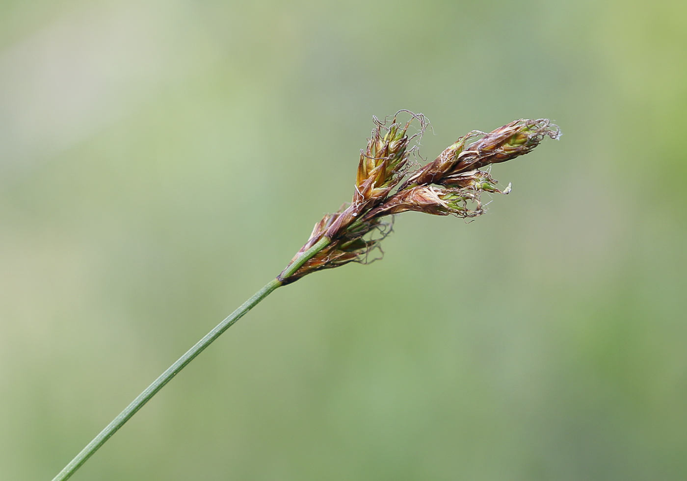 Image of Carex praecox specimen.