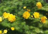 Kerria japonica variety pleniflora. Ветвь с цветками махровой формы. Северная Осетия, Владикавказ, озеленение в парке. 06.05.2010.