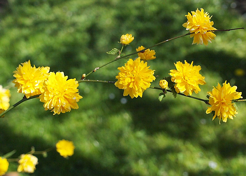 Изображение особи Kerria japonica var. pleniflora.