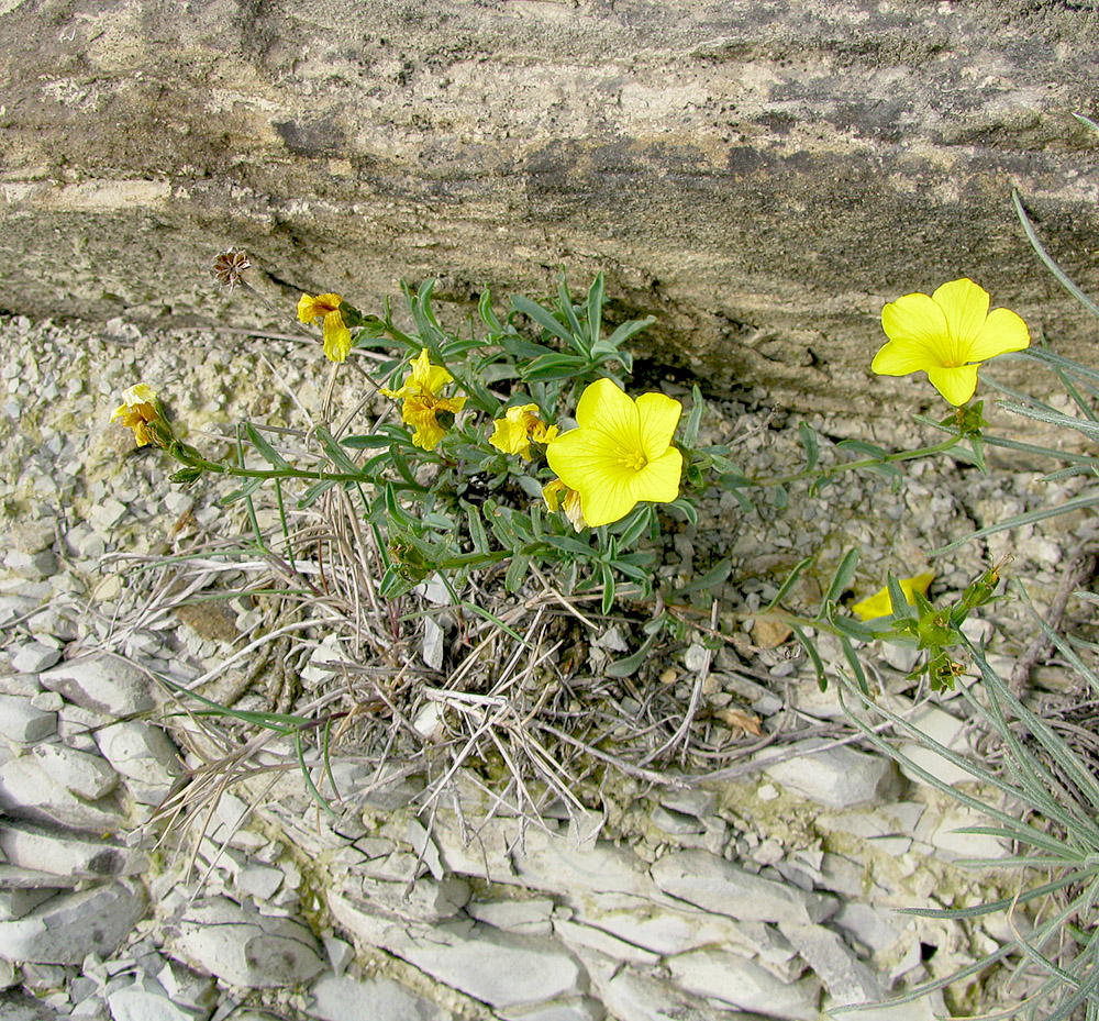 Изображение особи Linum tauricum.