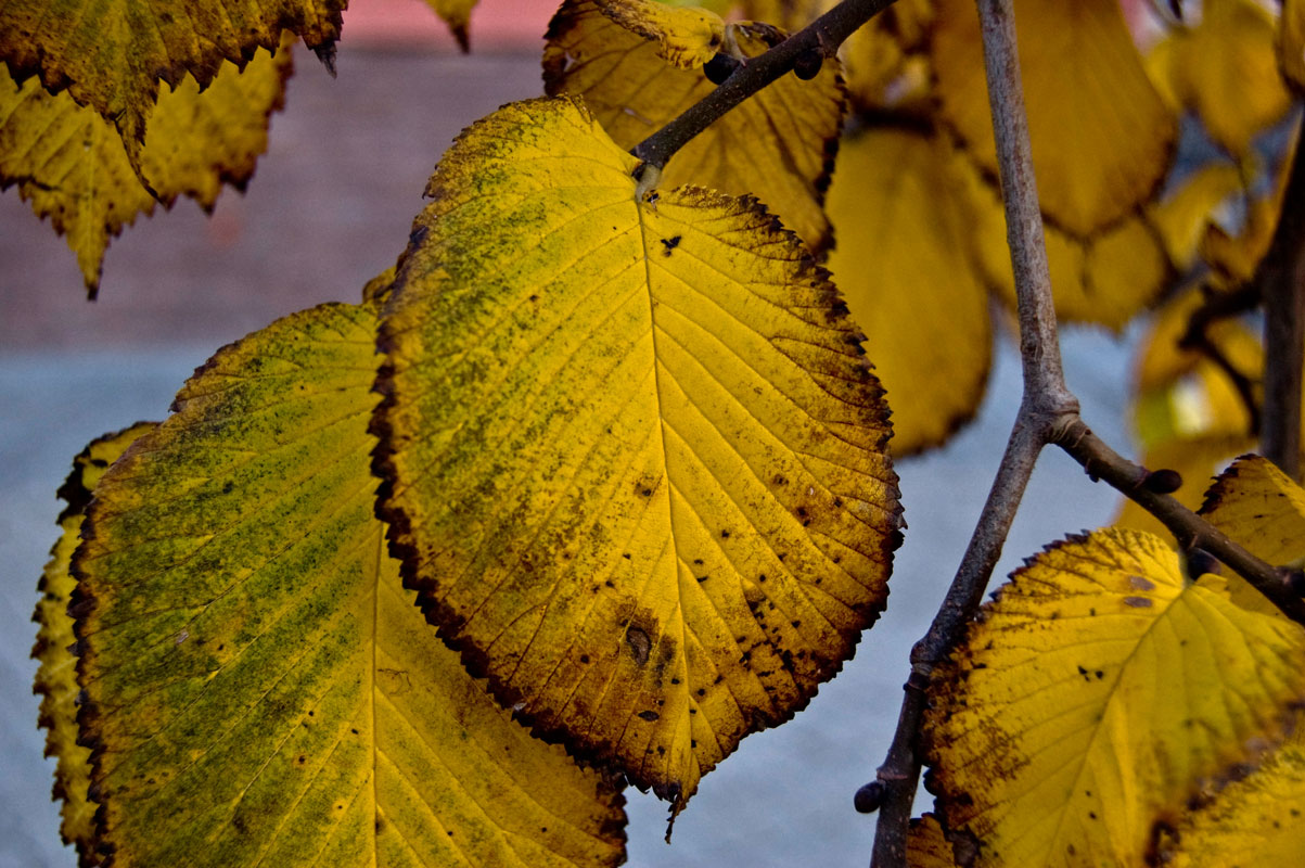 Изображение особи Ulmus glabra.