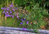 Tibouchina urvilleana. Цветущее растение. Малайзия, Камеронское нагорье, г. Бринчанг, ≈ 1400 м н.у.м., в культуре. 03.05.2017.