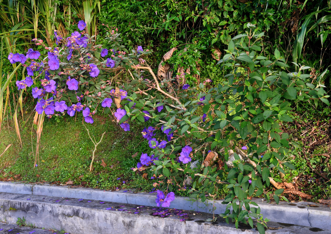 Image of Tibouchina urvilleana specimen.