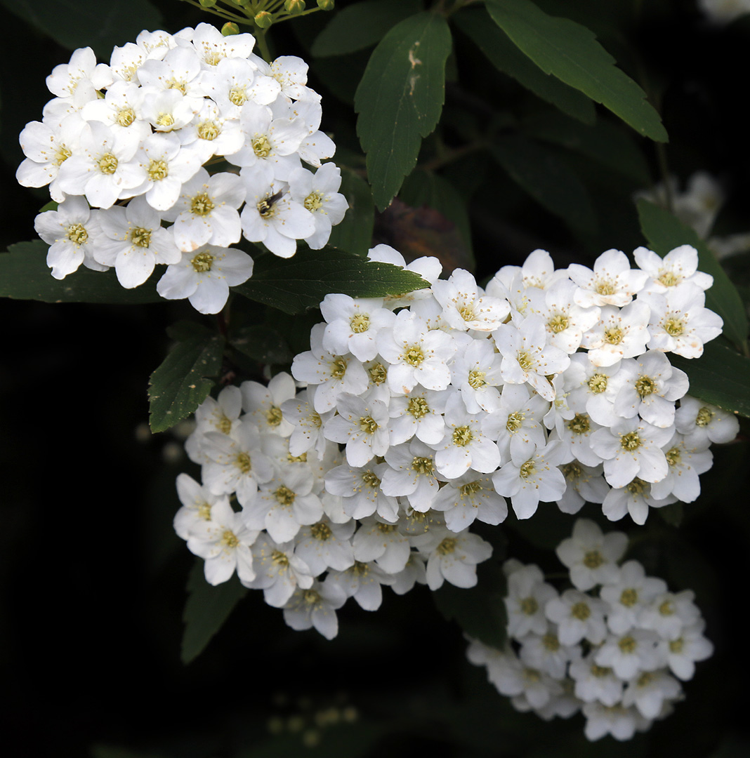 Image of Spiraea cantoniensis specimen.