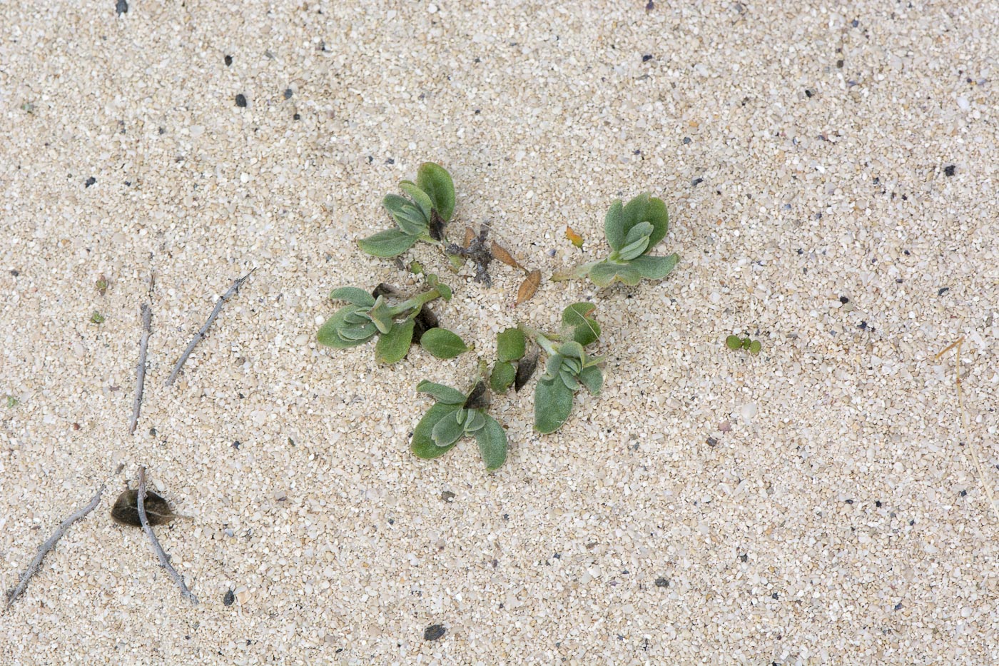 Изображение особи Helianthemum canariense.